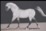 Pony