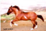 CL Roper